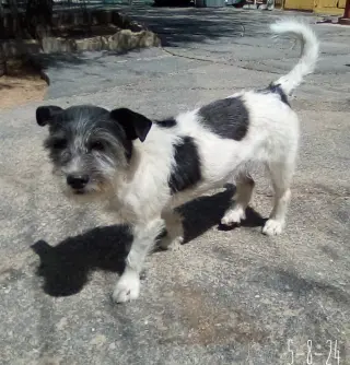 GoGo
