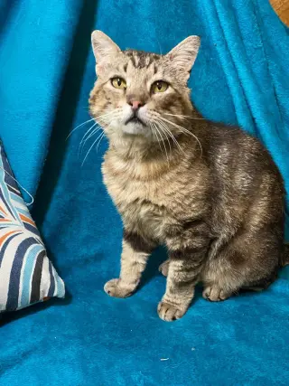 Gimli