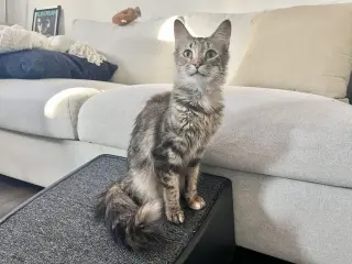 LUNA