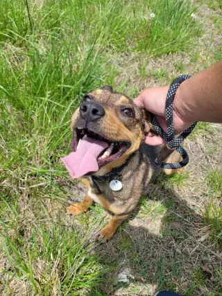 Ranger *Adopt*