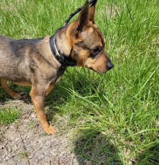 Ranger *Adopt*