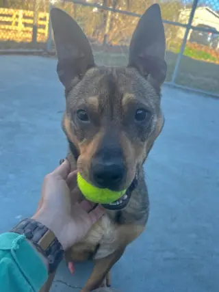 Ranger *Adopt*