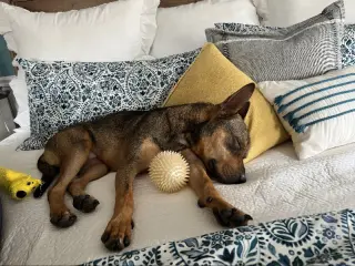 Ranger *Adopt*