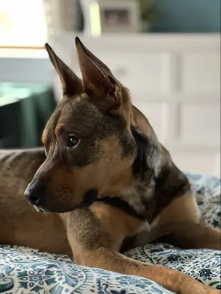 Ranger *Adopt*