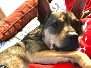Ranger *Adopt*