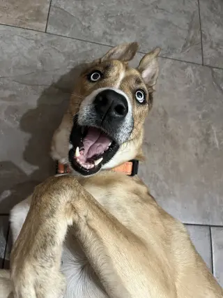 PLUTO