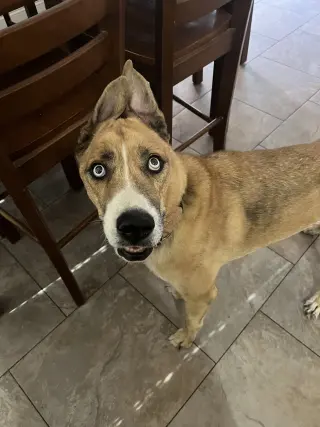 PLUTO