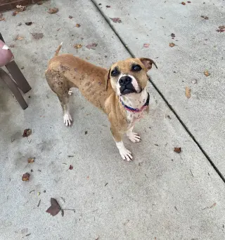 Phoebe