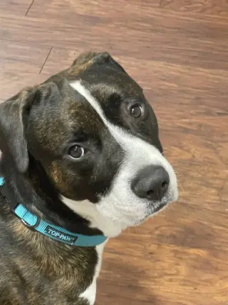 ZEUS