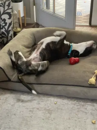 ZEUS