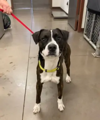 ZEUS
