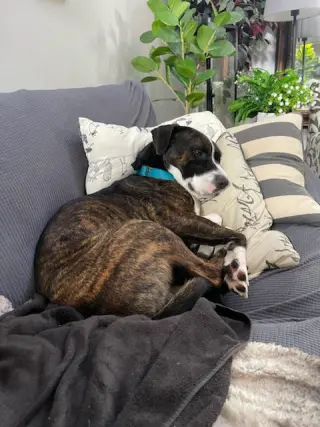 ZEUS