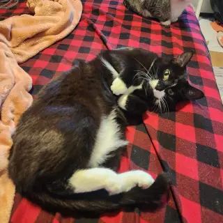 Moostash
