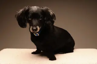 Buster