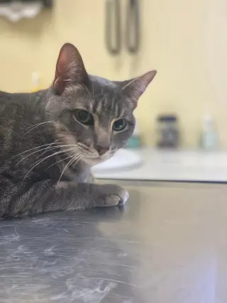 Tyson