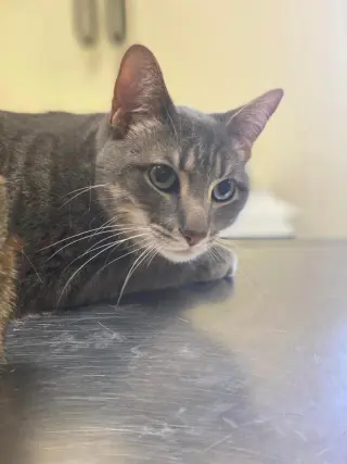 Tyson