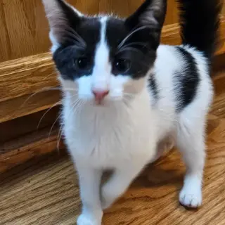 A TootyTa