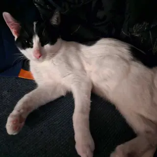 A TootyTa