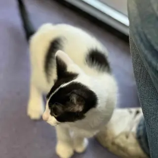 A TootyTa