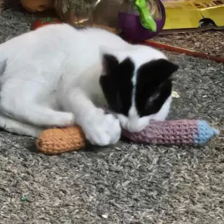 A TootyTa