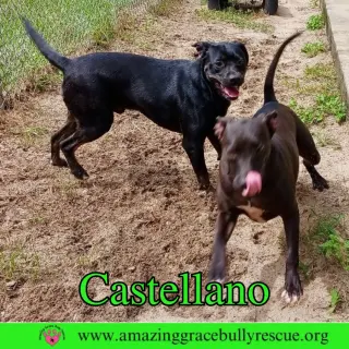 Castellano