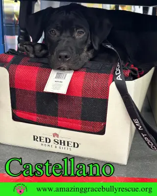 Castellano