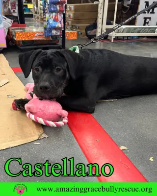 Castellano