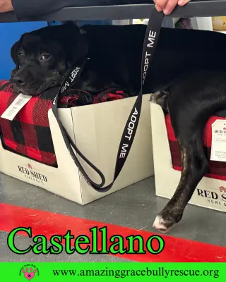 Castellano