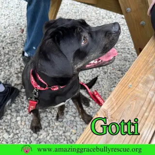 Gotti
