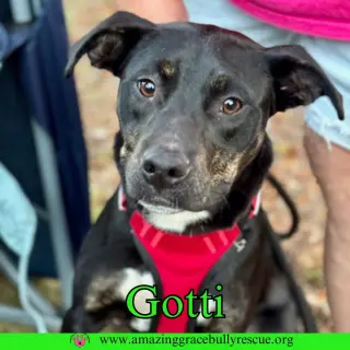 Gotti