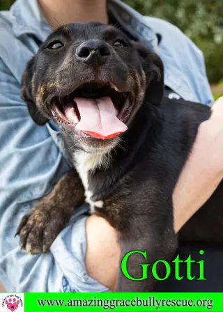 Gotti