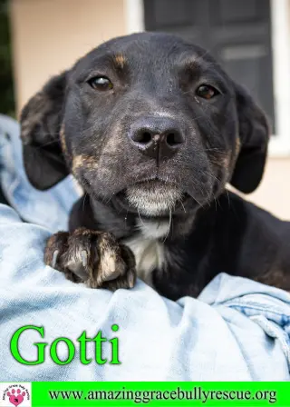 Gotti