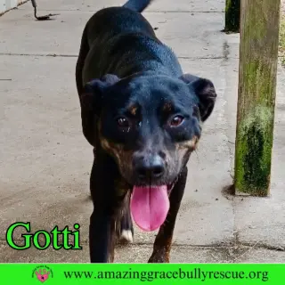 Gotti