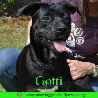 Gotti