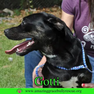 Gotti