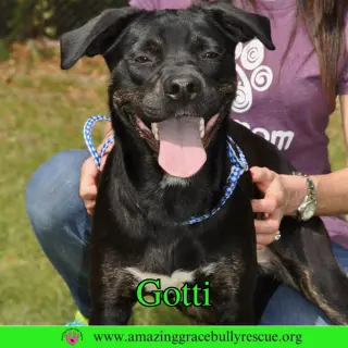 Gotti