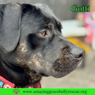 Gotti