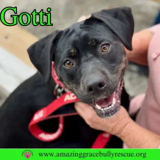 Gotti