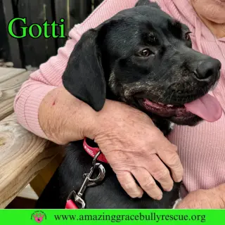 Gotti