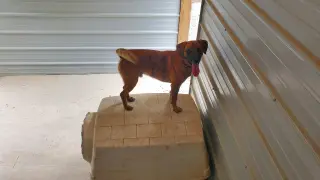 Odin