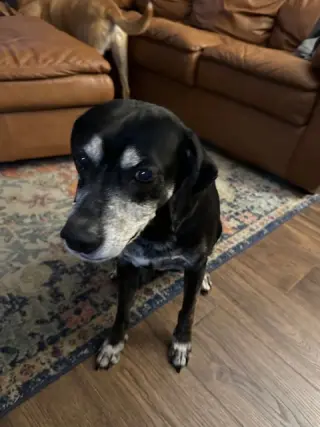 BO (COURTESY POST)
