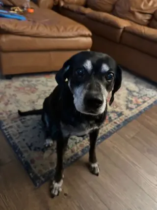 BO (COURTESY POST)