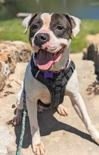 Pretty Boy