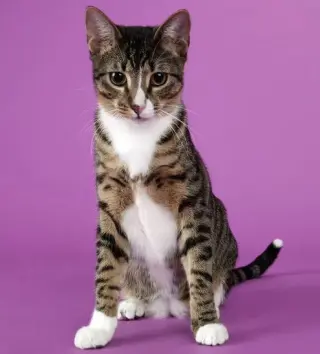 Tippy