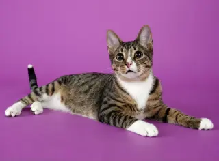 Tippy