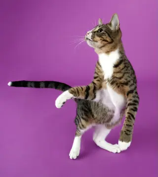 Tippy