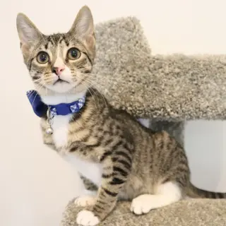 Tippy