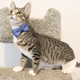 Tippy