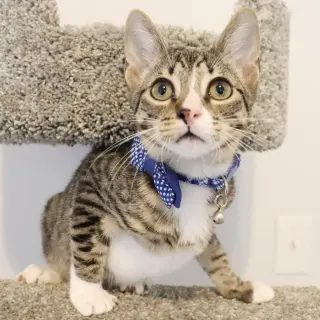 Tippy
