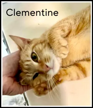 Clementine (FCID# 03/07/2024 - 18) SN food